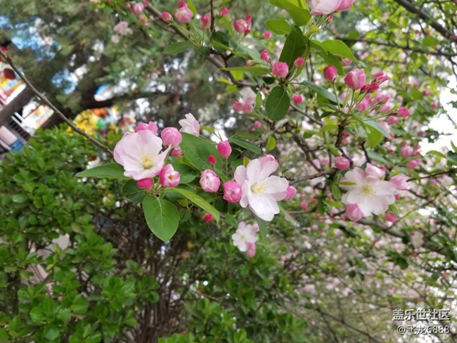 【春芽萌生】+西府海棠