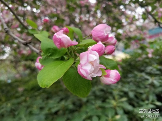 【春芽萌生】+西府海棠