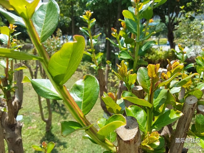 【春日元?dú)狻块_花了