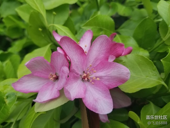 【春日元氣】+海棠