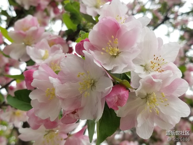 【春芽萌生】+西府海棠