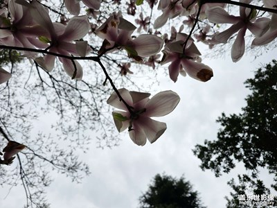 【醉春山】白玉蘭