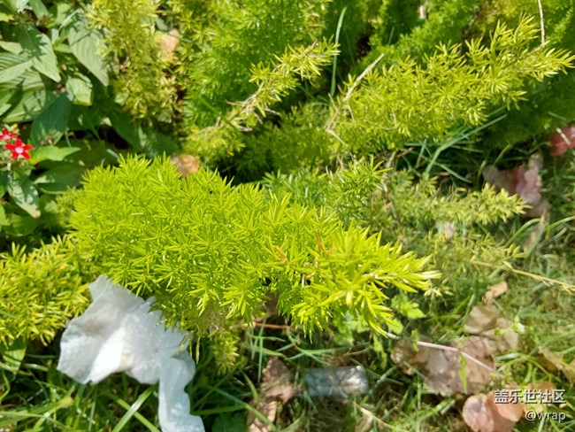 【生活中的小美好】小花和綠植