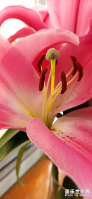 【眼界視界】+鮮花特寫