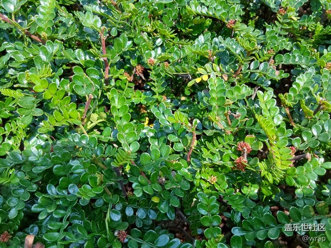 【春日元?dú)狻块_花了