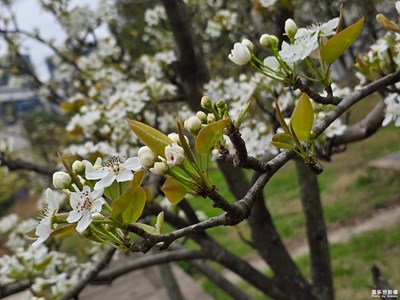 【醉春山】  路邊的小花隨手拍