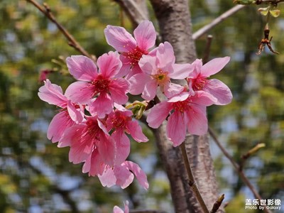 【醉春山】浪漫櫻花季