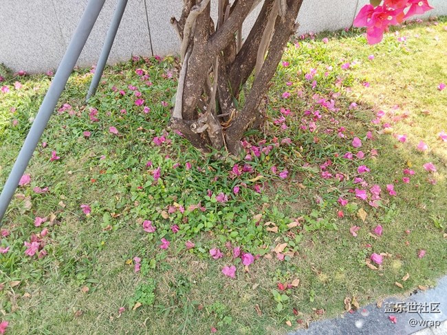 【春日元?dú)狻块_花了