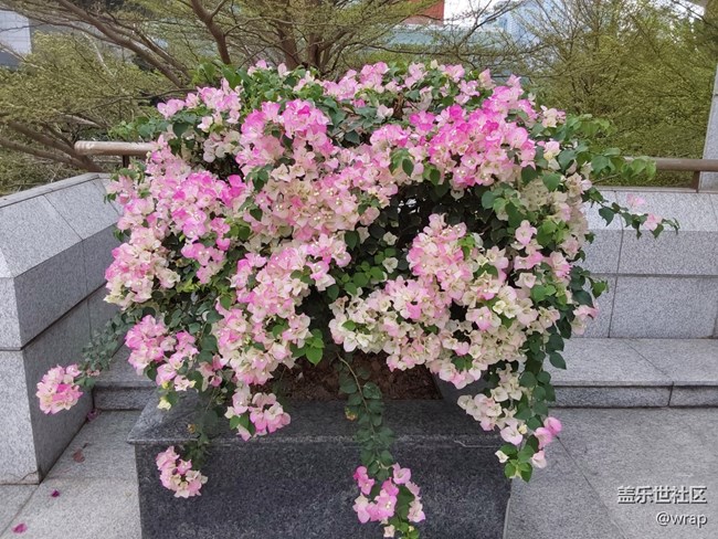 【春影留痕】三角梅