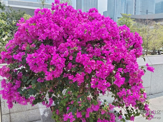 【春影留痕】三角梅