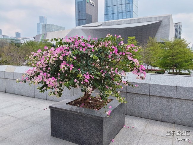 【春影留痕】三角梅