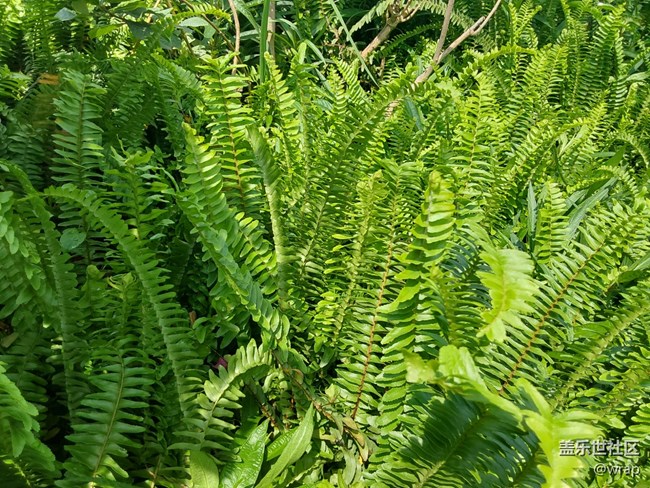 【生活中的小美好】小花和綠植