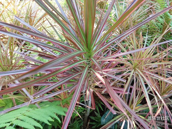 【春日元?dú)狻块_花了