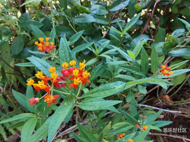 【春日元?dú)狻块_花了