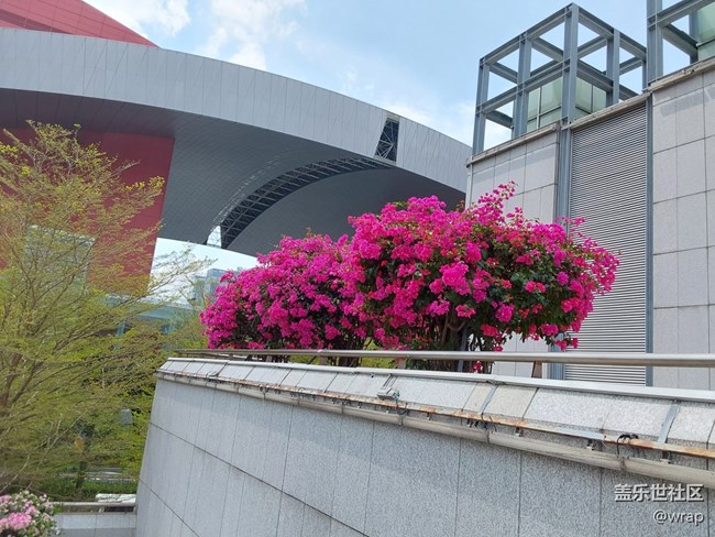 【春影留痕】三角梅