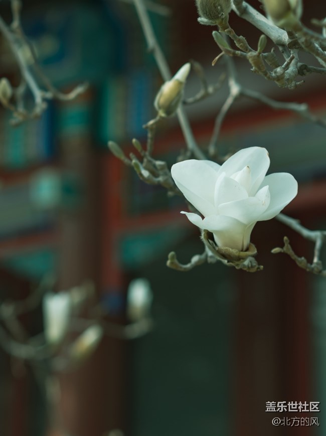【春暖花開】----北海的山桃花開了