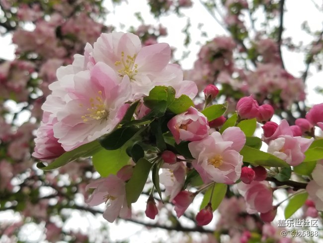 【春日元氣】+海棠