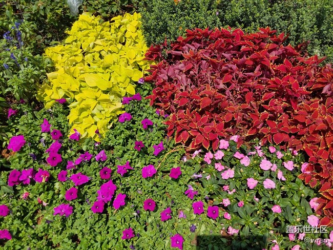 【春日元?dú)狻块_花了