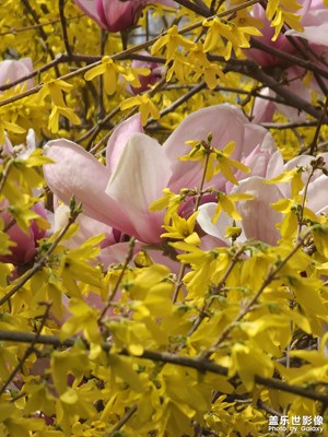 【醉春山】開花了??