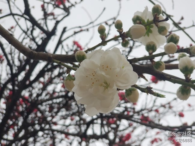 【春日元?dú)狻?精神放空