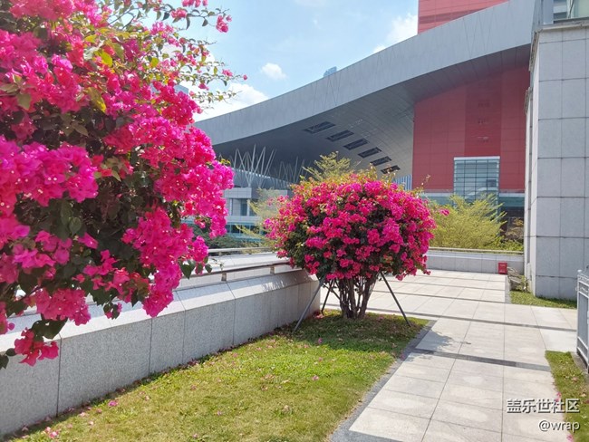 【春影留痕】三角梅