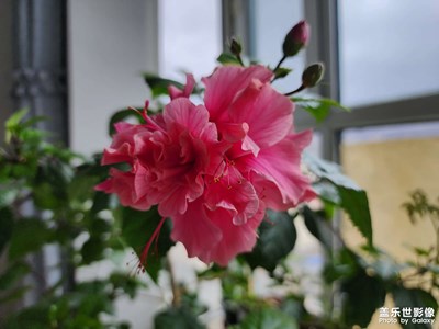 【眼界視界】+ 鮮花盛開