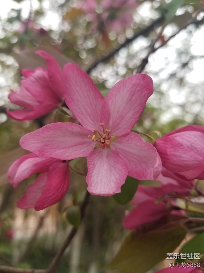 【春日元氣】+海棠