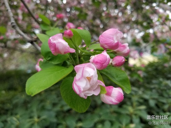 【春日元氣】+海棠