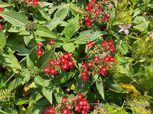 【生活中的小美好】小花和綠植
