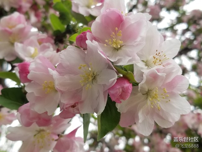 【春日元氣】+海棠