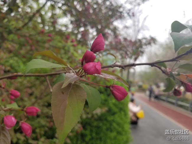 【春日元氣】+海棠