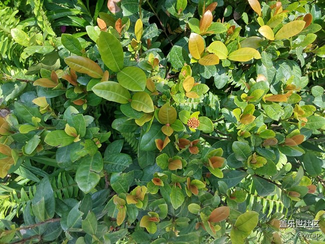 【生活中的小美好】小花和綠植