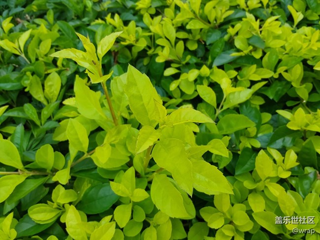 【春日元?dú)狻块_花了