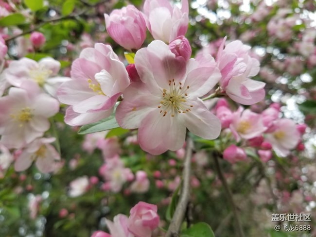 【春芽萌生】+西府海棠