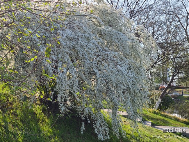 #初春時(shí)節(jié)——春游