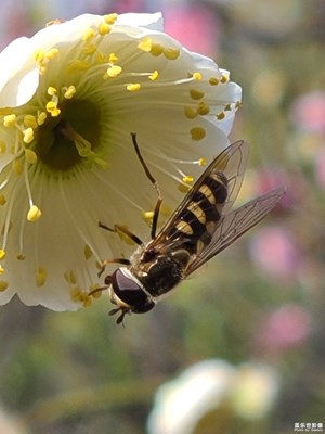 【眼界視界】+ 花間飛舞