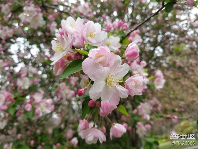 【春芽萌生】+西府海棠
