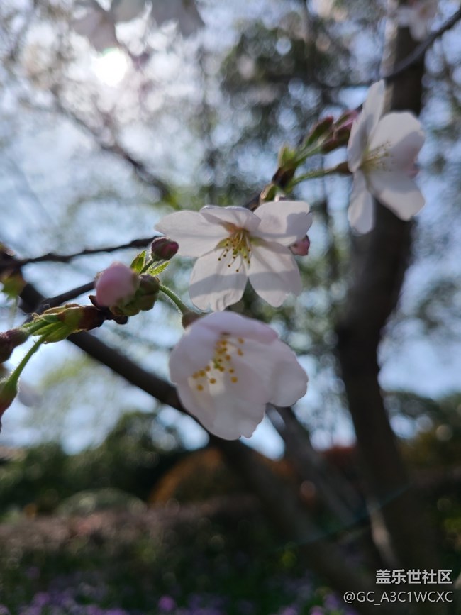 【萬(wàn)物復(fù)蘇的春天】櫻花盛開(kāi)