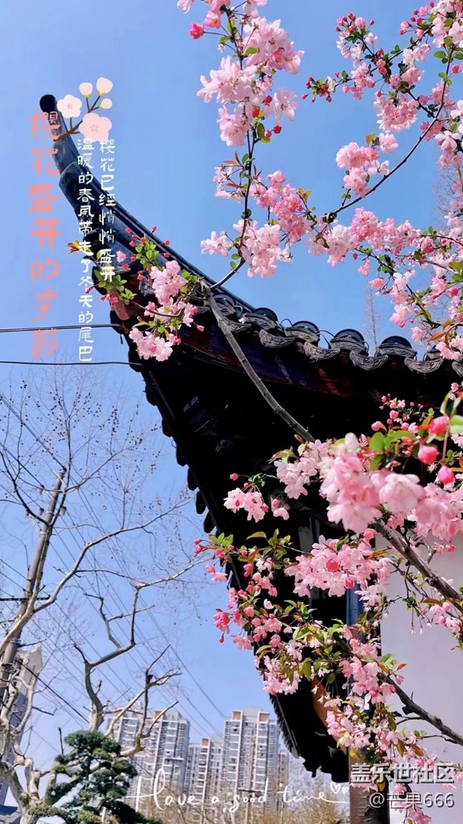 #初春时节——樱花绽放