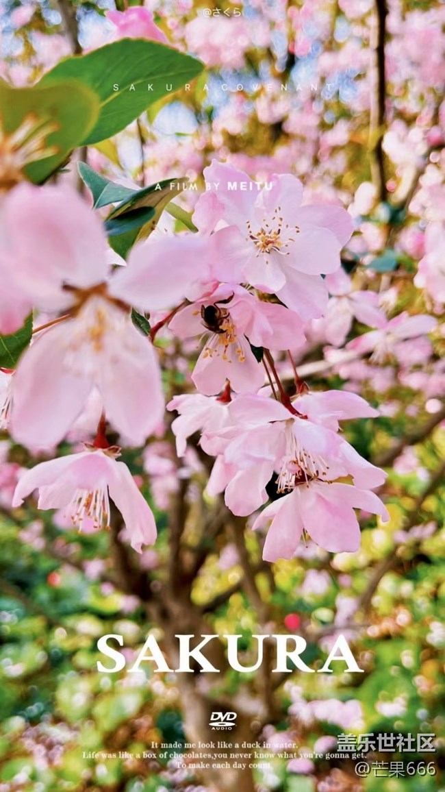 #初春時節(jié)——櫻花綻放