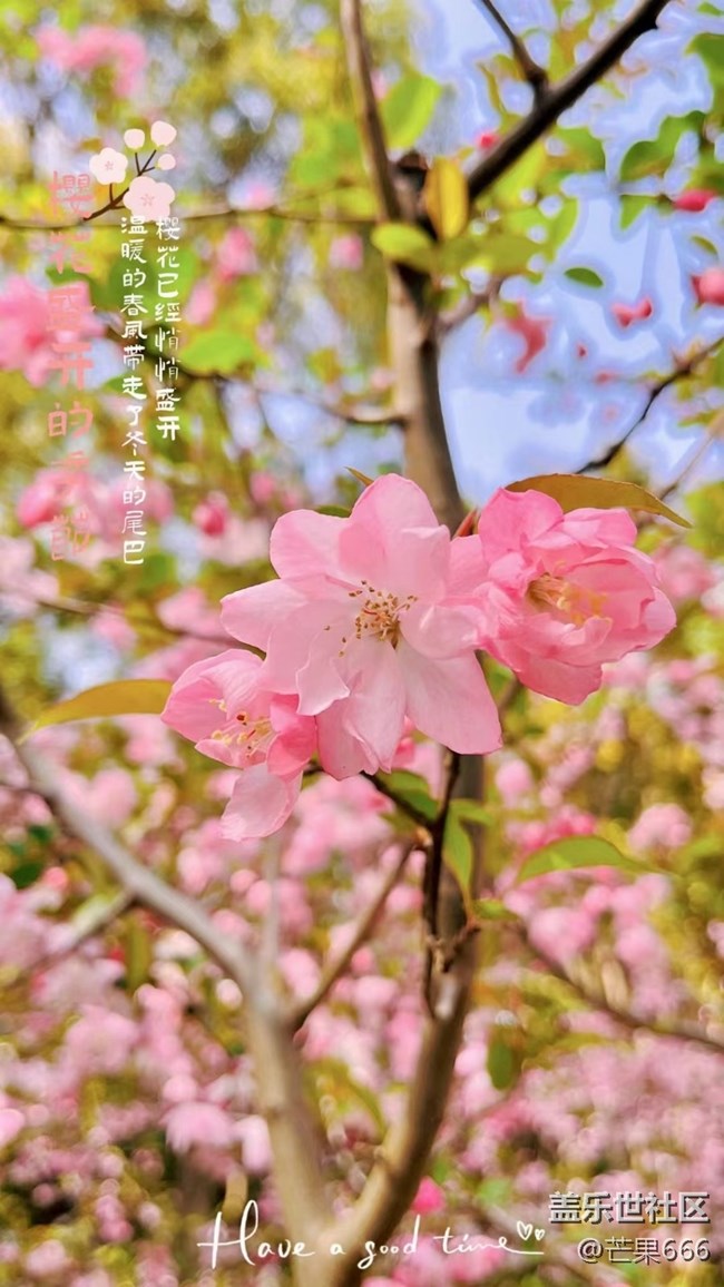 #初春時節(jié)——櫻花綻放