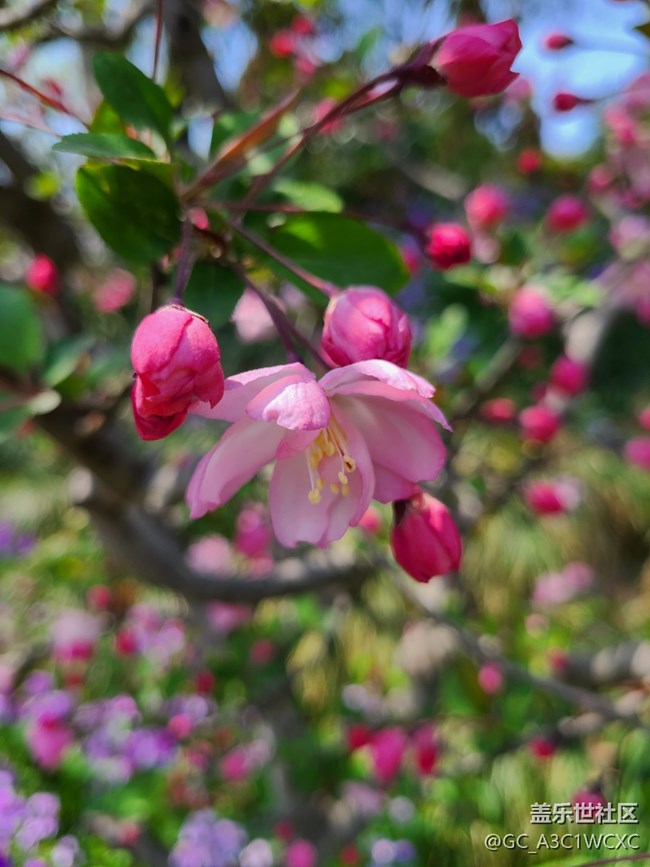 【春影留痕】春景