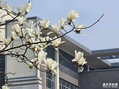 【眼界视界】+ 春天的花