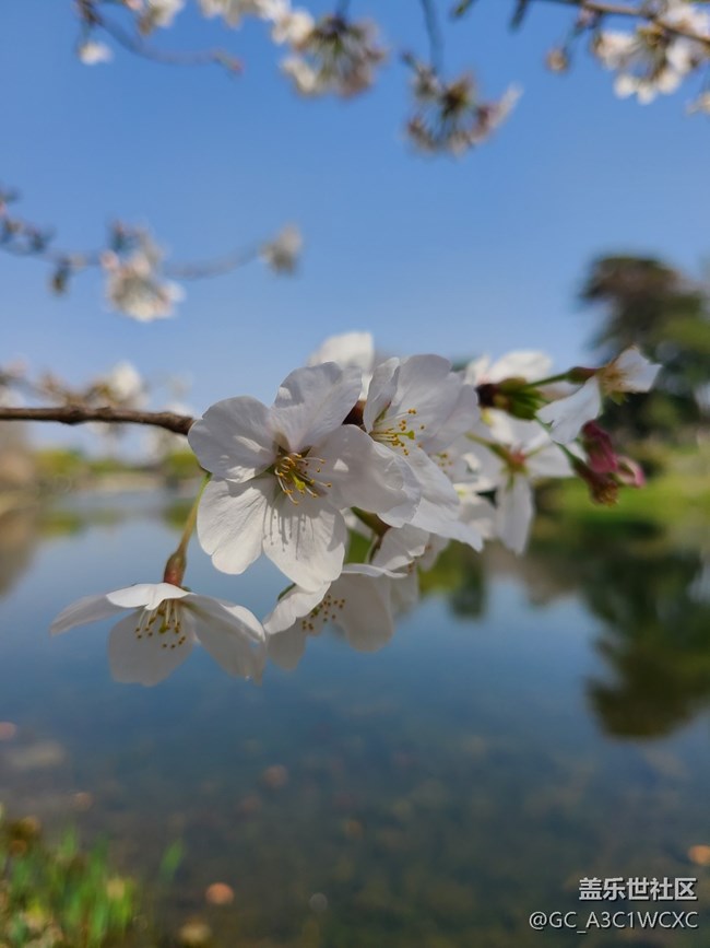 【春影留痕】春景