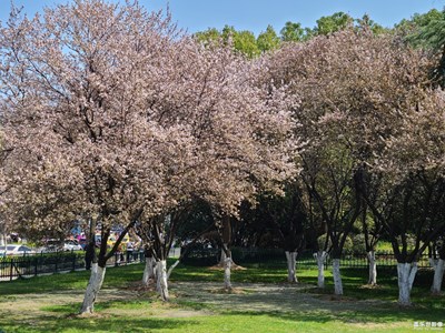 【眼界視界】+ 賞櫻花
