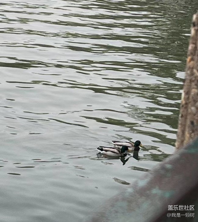 【當(dāng)三星遇北海】我和春天在北海有個約會