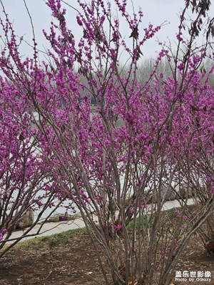 【醉春山】+公園春花