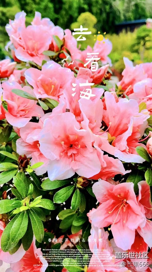 #初春時節(jié)——櫻花綻放