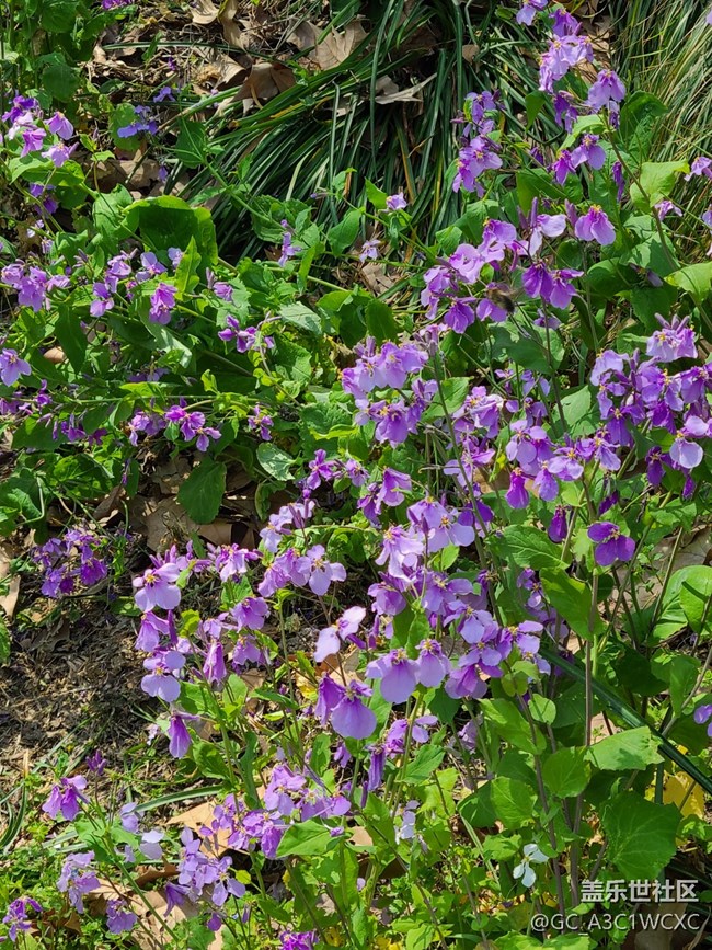 【春影留痕】春景