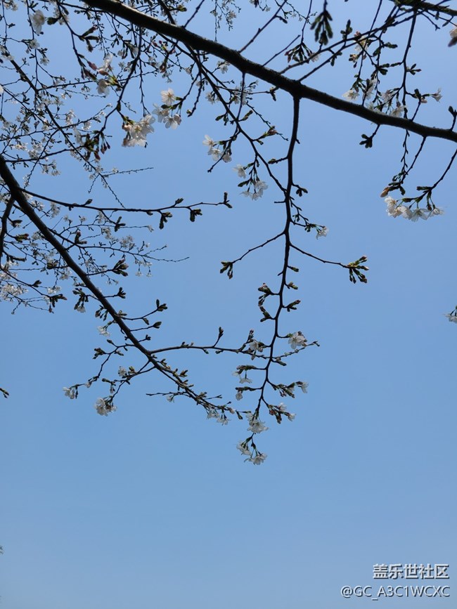 【万物复苏的春天】樱花盛开